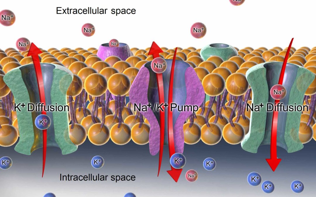 A journey with ion channels: understanding molecular mechanisms and latest research trends | Register Today | September 4