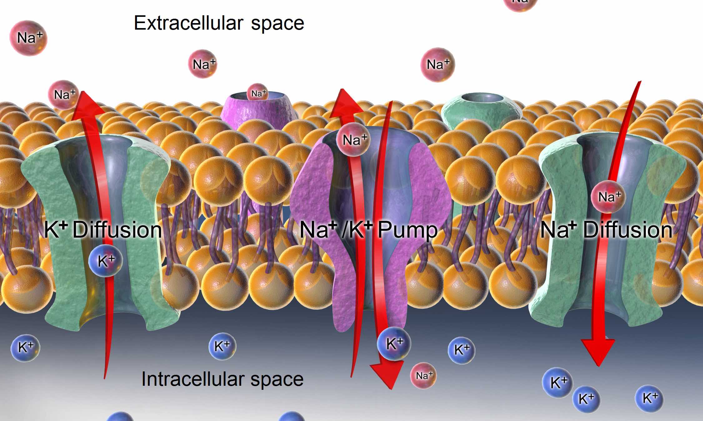 A journey with ion channels: understanding molecular mechanisms and latest research trends | Register Today | September 4
